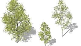 Japanese Hop Hornbeam 角树