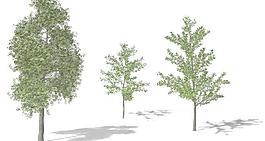 Ginkgo 银杏树