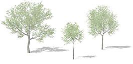 Japanese Walnut 核桃树
