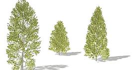 Japanese Cedar 雪松