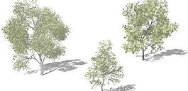 Japanese Maple 日本枫树