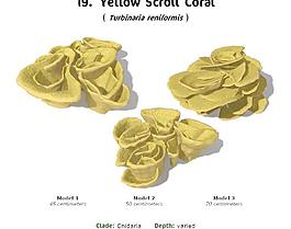RS19 Turbinaria reniformis Yellow Scroll Coral 黄色涡旋珊瑚