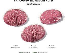 RS13 Fungia scruposa  Curved Mushroom Coral 弯曲香菇珊瑚