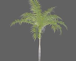 Palm Tree棕榈树