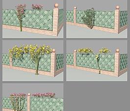 Climbing Plants 攀缘植物