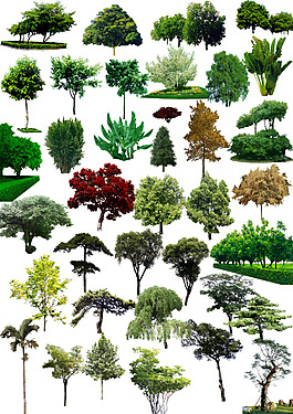 景观树木图片及名称图片