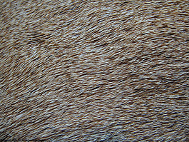 实物面料 动物皮纹 免费素材