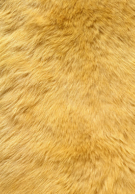 实物面料 动物皮纹 免费素材