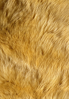 实物面料 动物皮纹 免费素材