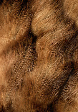 实物面料 动物皮纹 免费素材