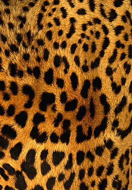 实物面料 动物皮纹 免费素材