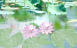 睡莲 莲花 3D模型下载-WildFire3.0 全参