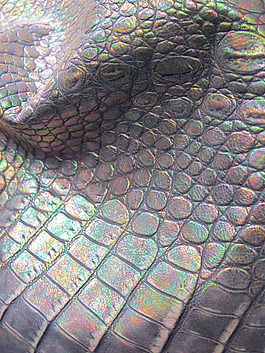 鱼纹图案效果图片_鱼纹图案效果素材_鱼纹图案效果模板免费下载-六图