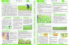 农业玉米报纸模板图片