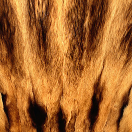 实物面料 动物皮纹 免费素材