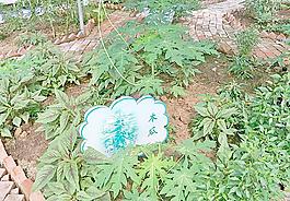 蔬菜园艺立体种植图片