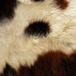 实物面料 动物皮纹 免费素材