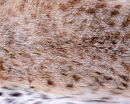 实物面料 动物皮纹 免费素材