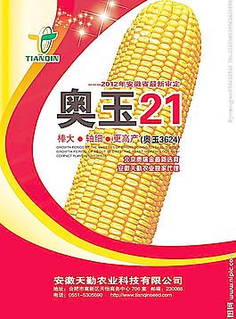 玉米海报图片