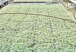 蔬菜 种植 大棚图片