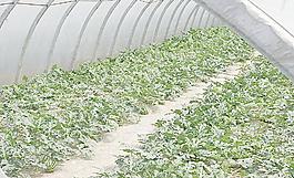 蔬菜园艺立体种植图片