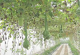 蔬菜园艺立体种植图片