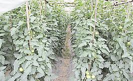 番茄种植园图片