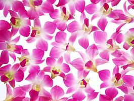 特殊纹理 花卉 免费素材