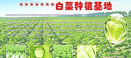 白菜种植基地（底图非高清）图片