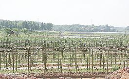 乡村种植图片