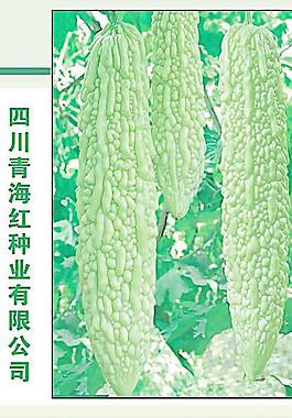 苦瓜图片