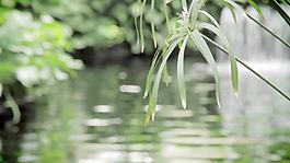 挂在股票视频流绿叶子 视频免费下载