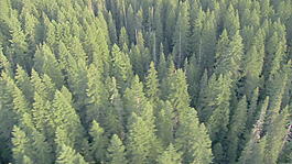 风景林航空股票视频 视频免费下载