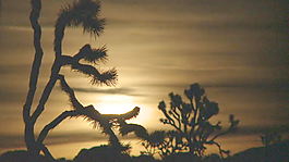 月儿从约书亚树股票视频 视频免费下载