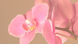 粉红花股票视频 视频免费下载