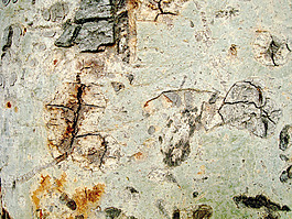 wood_bark_texture