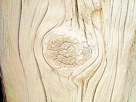 wood_texture_knot