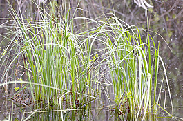 野草