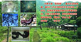 娃娃鱼