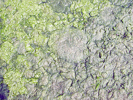 lichen_moss