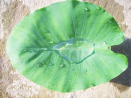 water_drops_on_leave