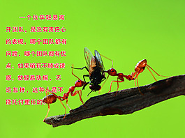 团队精神