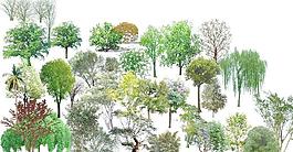 树木素材  特多   psd