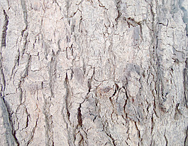 wood_bark