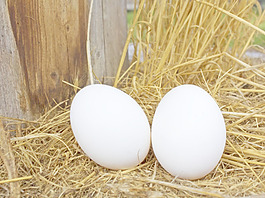 鸡蛋的背景