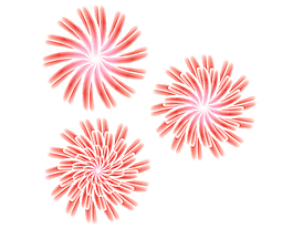 牡丹花
