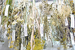 草本植物