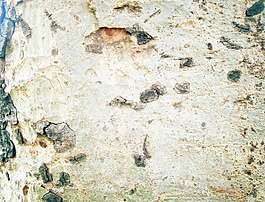 wood_bark_surface
