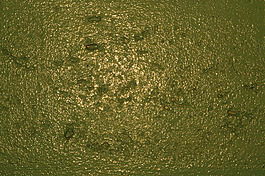 gold01