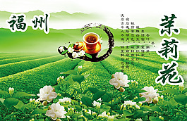 茉莉花茶